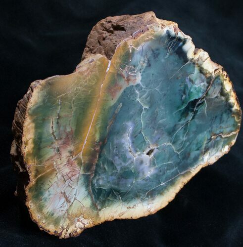 Emerald Green Zimbabwe Petrified Wood End Cut #7801